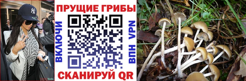 Галлюциногенные грибы GOLDEN TEACHER  Тында 